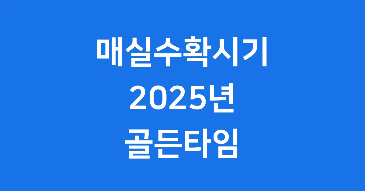 매실수확시기 2025년 언제 따야 제일 맛있을까?